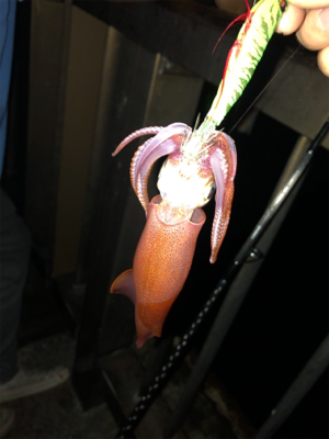 ケンサキイカが釣れてると聞いて…