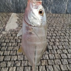 夕マズメ　メッキ