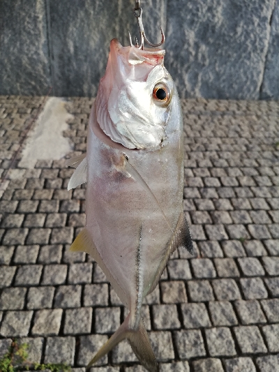 夕マズメ　メッキ