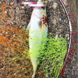 相変わらずツバス狙い