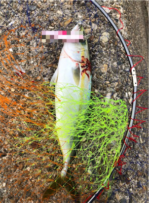 相変わらずツバス狙い