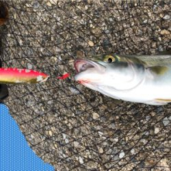 安定のハマチ^ ^