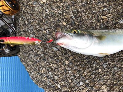 安定のハマチ^ ^