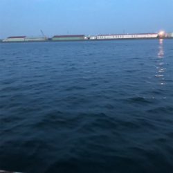 今日も懲りずにアジング