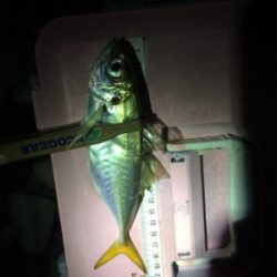 秋アジング復調傾向？