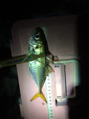 秋アジング復調傾向？