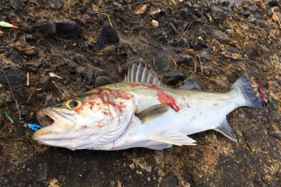 カミさんの大活躍！