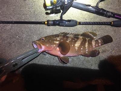 アジングタックルで、アジとアコウ