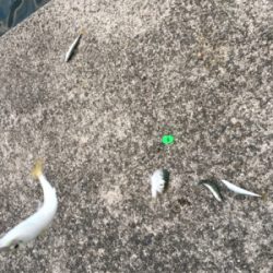 タチウオどこー