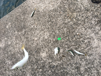 タチウオどこー