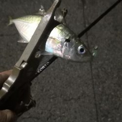 アジング練習12