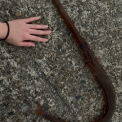 泳がせでアカヤガラ