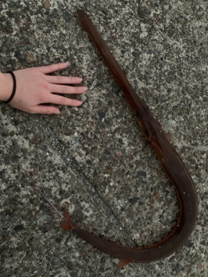 泳がせでアカヤガラ