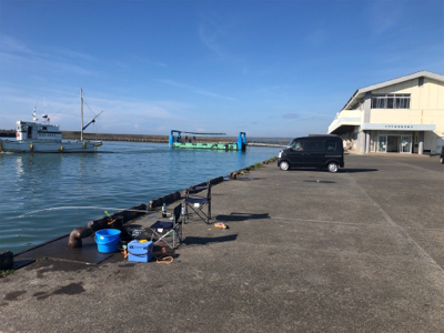 吉田港でサッパ大漁！