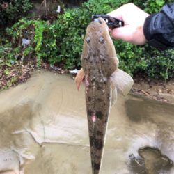 まさかのマゴチ連続ヒット