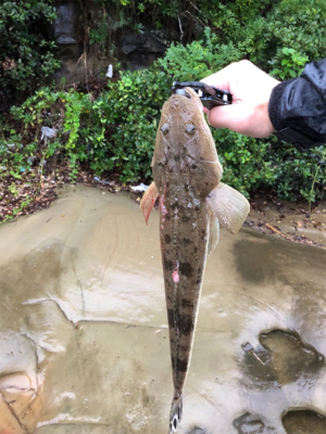 まさかのマゴチ連続ヒット