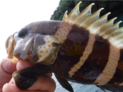 奥能登カヤックパート2