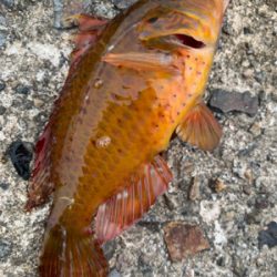 泳がせ釣りでアオハタ