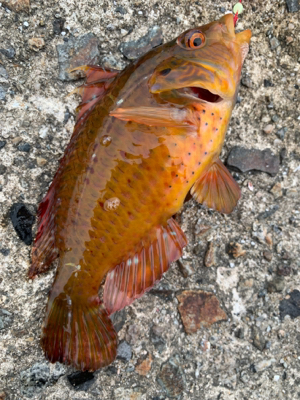 泳がせ釣りでアオハタ