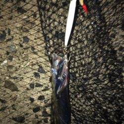 タチウオ、楽しい〜♪