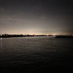 ケンサキイカ⑨