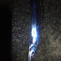 貝塚人工島でタチウオ