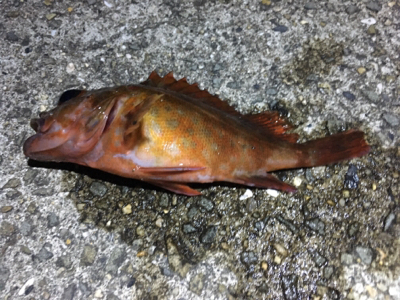 タチウオ狙うも、アタリなし