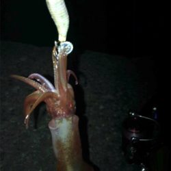 厳しいケンサキ釣り>_<