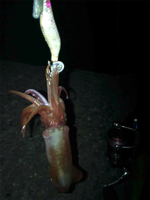 厳しいケンサキ釣り>_<