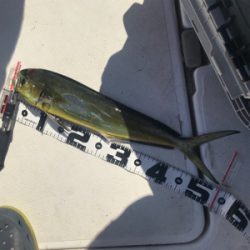 レンタルボートで船長デビュー