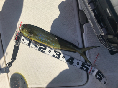 レンタルボートで船長デビュー