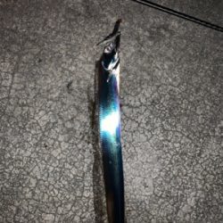 秋タチウオ始動か?