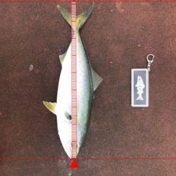 ツバス祭り、ハマチサイズも