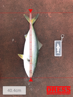 ツバス祭り、ハマチサイズも