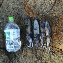 アオリイカ新子調査です。