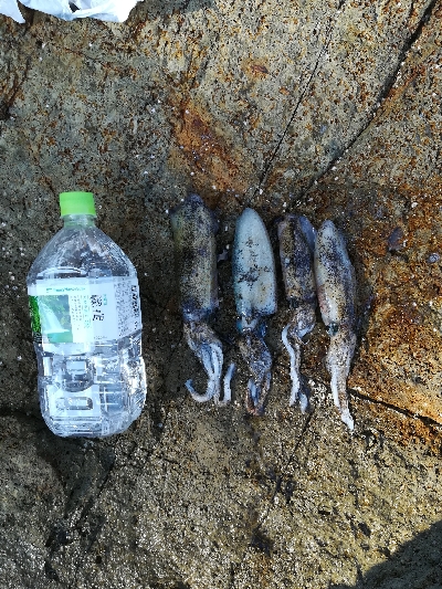 アオリイカ新子調査です。