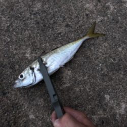 大きいアジきてます