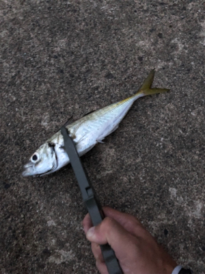 大きいアジきてます