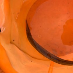 はじめてのサヨリ釣り