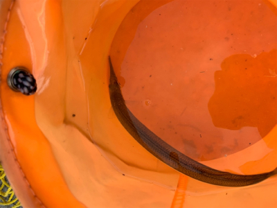 はじめてのサヨリ釣り