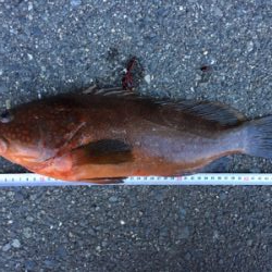 アコウの巣3 飲ませ最強