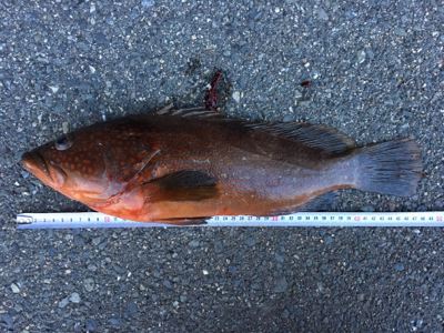 アコウの巣3 飲ませ最強