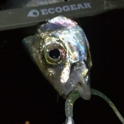 ナイトアジング