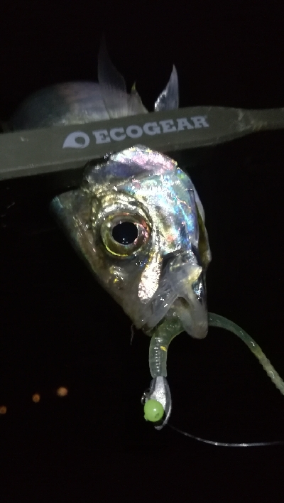 ナイトアジング