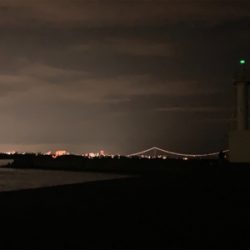 ケンサキイカ⑩