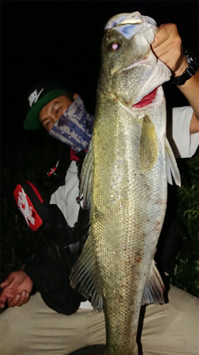 ナイトシーバス