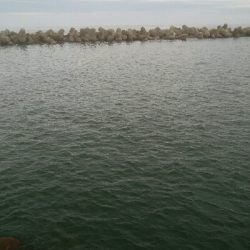 激ニゴの中、なんとかキジハタ1匹！