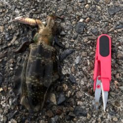 少しずつ大きく