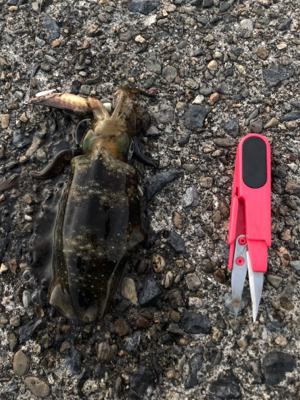 少しずつ大きく