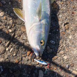 日中のデイゲームでの釣果